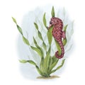 Watercolor illustration of a seahorse among weeds isolated on white background. Can be used for wallpaper, print, baby textile,