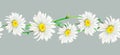 Watercolor illustration seamless border from field camomile hand-drawn on grey background. Watercolor floral natural