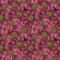 Watercolor illustration, seamless pattern with flowers of rich pink flowers, anemones in the form of compositions on a