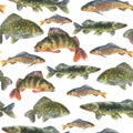 Watercolor illustration, seamless pattern with fresh fishes, perch, pike, Crucian fish, carp, grayling animal isolated Royalty Free Stock Photo