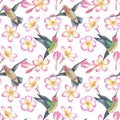 Watercolor illustration. Seamless pattern hummingbird and pink plumeria flowers. Exotic tropical bird. Isolated on a Royalty Free Stock Photo