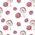 Illustration toxic mushrooms with red cap on white background