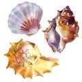 Watercolor illustration. Seashells, set. Summer theme, beach and relaxation