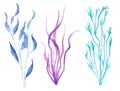 Watercolor illustration of seaweed plants in blue turquoise purple colors, ocean sea underwater wildlife animals