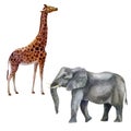Watercolor illustration, set african tropical animals hand-drawn in watercolor. Elephant, giraffe Royalty Free Stock Photo
