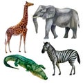 Watercolor illustration, set. African tropical animals hand-drawn in watercolor. Elephant, giraffe, zebra, crocodile Royalty Free Stock Photo