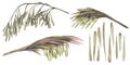 Watercolor Illustration Of A Set Of Bamboo Parts. Blooming And Dry Flowers, Twig And Seeds.
