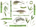 Watercolor Illustration Of A Set Of Bamboo Parts. Stems, Leaves, Flowers, Seeds.