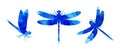 Watercolor illustration set of blue abstract dragonflies with paint stripes.