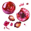 Watercolor illustration, set. Cherry berries, sliced cherry berries, cherry pits, red splashes of cherry juice Royalty Free Stock Photo