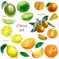 Watercolor illustration of a set of citrus fruits. Lime, tangerine, orange, lemon. Whole fruits, parts of fruits