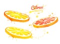 Watercolor illustration set of citrus