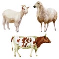 Watercolor illustration, set. Farm animals, cow, sheep, goat