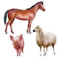 Watercolor illustration, set. Farm animals, horse, pig, sheep