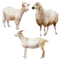 Watercolor illustration, set. Farm animals, sheep, goats