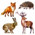 Watercolor illustration, set. Forest animal. Hare, hedgehog, fox and deer