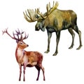 Watercolor illustration, set. Forest animals. Elk and deer