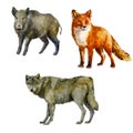 Watercolor illustration, set. Forest animals hand-drawn in watercolor. Fox, wolf, boar