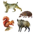 Watercolor illustration, set. Forest animals hand-drawn in watercolor. Lynx, wild boar, squirrel, hedgehog