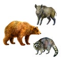 Watercolor illustration, set. Forest animals hand-drawn in watercolor. Bear, raccoon, wild boar