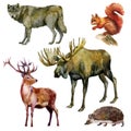 Watercolor illustration, set. Forest animals. Wolf, squirrel, elk, deer, hedgehog