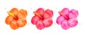 Watercolor illustration set of Hibiscus flowers Royalty Free Stock Photo