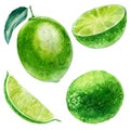 Watercolor illustration, set. Image of lime. Lime fruit with leaf, half lime, lime slice