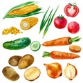 Watercolor illustration, set, image of vegetables Royalty Free Stock Photo