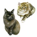 Watercolor illustration, set. Images of cats. Black and striped fluffy cat Royalty Free Stock Photo