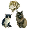 Watercolor illustration, set. Images of cats. Black, tabby and fluffy cats