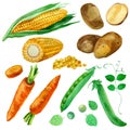 Watercolor illustration, set, images of vegetables, corn and corn kernels, carrots, potatoes and peas. Royalty Free Stock Photo