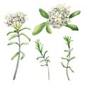 Watercolor illustration set of labrador tea flowers isolated on white background. Painted floral set of wild rosemary in