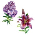 Watercolor illustration, set. Lily and phlox flowers. Spring summer motive