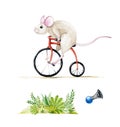 Watercolor illustration set of a mouse riding a red bike. Hand drawn watercolour set of a rat, isolated on white background.