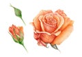 Watercolor illustration set of a orange beautiful rose with buds. Peach hand drawn botanical flower in the full bloom.