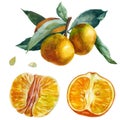 Watercolor illustration, set. Purified Mandarin Half, Purified Whole Mandarin Fruit. Branch with tangerines, mandarin leaves.