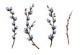 Watercolor Illustration Set Of Pussy Willow Twigs. Spring Branches
