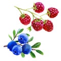 Watercolor illustration, set. Raspberries on a branch, blueberries on a branch Royalty Free Stock Photo