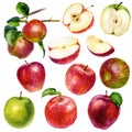 Watercolor illustration, set. Watercolor red apple, green apple, apple with a leaf, red-green apple, pink apple, two apples on a Royalty Free Stock Photo
