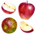 Watercolor illustration, set. Watercolor red apple, red-green apple, apple slice and half apple Royalty Free Stock Photo