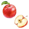 Watercolor illustration, set. Red apple and half of apple. Royalty Free Stock Photo