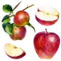 Watercolor illustration, set. Watercolor red apple, two apples on a branch with leaves, an apple slice and half an apple Royalty Free Stock Photo