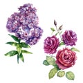 Watercolor illustration, set. Rose and phlox flowers. Spring summer motive