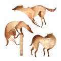 Watercolor illustration. Set of simple brown dog like greyhound on white background