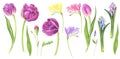 Watercolor illustration set of spring flowers: purple tulips, clematis, hyacinth, freesia and carnation.