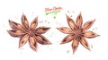 Watercolor illustration set of Star Anise Royalty Free Stock Photo