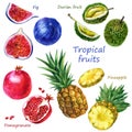 Watercolor illustration of a set of tropical fruits. Durian, pomegranate, pineapple, fig. Whole fruits, parts of fruits