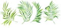 Watercolor illustration set of tropical leaves. Coconut palm leaves. Dense jungle.