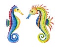 Watercolor illustration set of two rainbow and yellow-red seahorses. Royalty Free Stock Photo