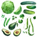 Watercolor illustration, set. Vegetables. Cabbage, broccoli, avocado, peas, beans, cucumbers. Isolated eco food illustration on